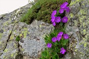 81 Primula irsuta (Primula Hirsuta) nelle fenditure delle rocce